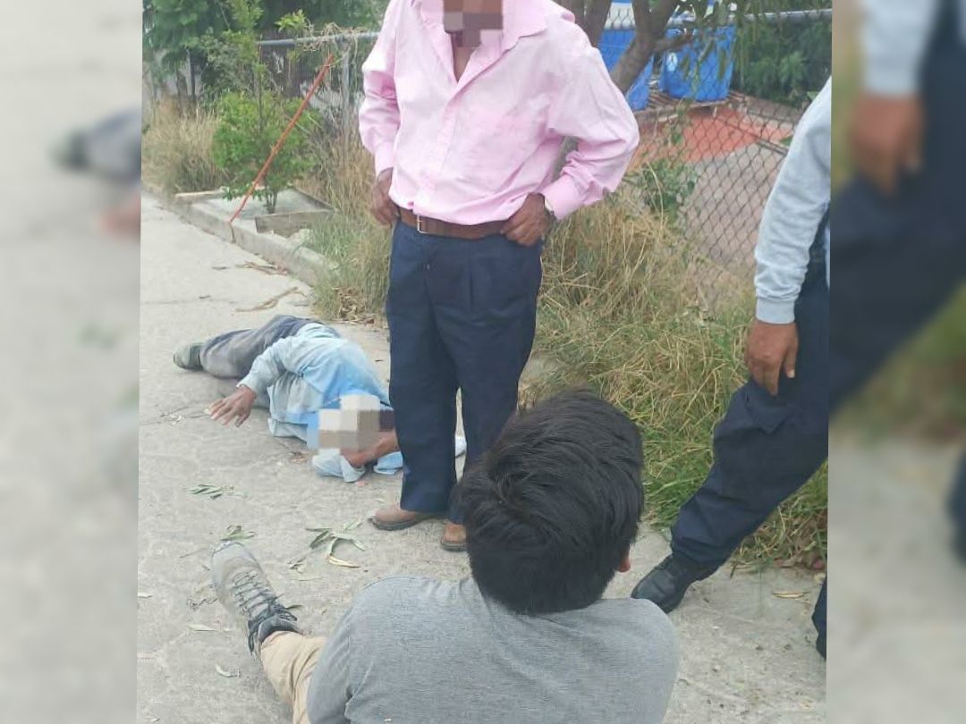 Enjambre de abejas ataca a tres personas en la colonia Mártires de Río Blanco, Oaxaca 