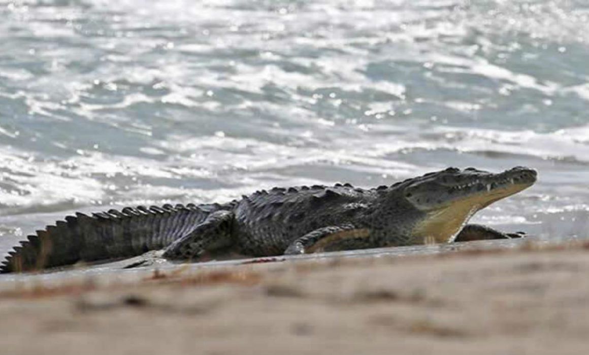 Alertan por presencia de cocodrilos en playas de la Costa de Oaxaca tras intensas lluvias Alertan por presencia de cocodrilos en playas de la Costa de Oaxaca tras intensas lluvias