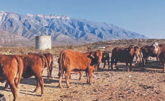 Estiman más de 110 mdd en pérdidas por gusano barrenador