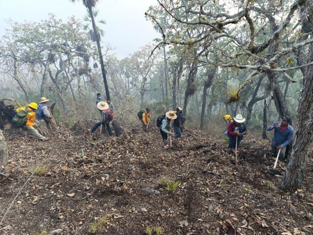 Liquidan incendios forestales en la Mixteca; más de 650 hectáreas afectadas