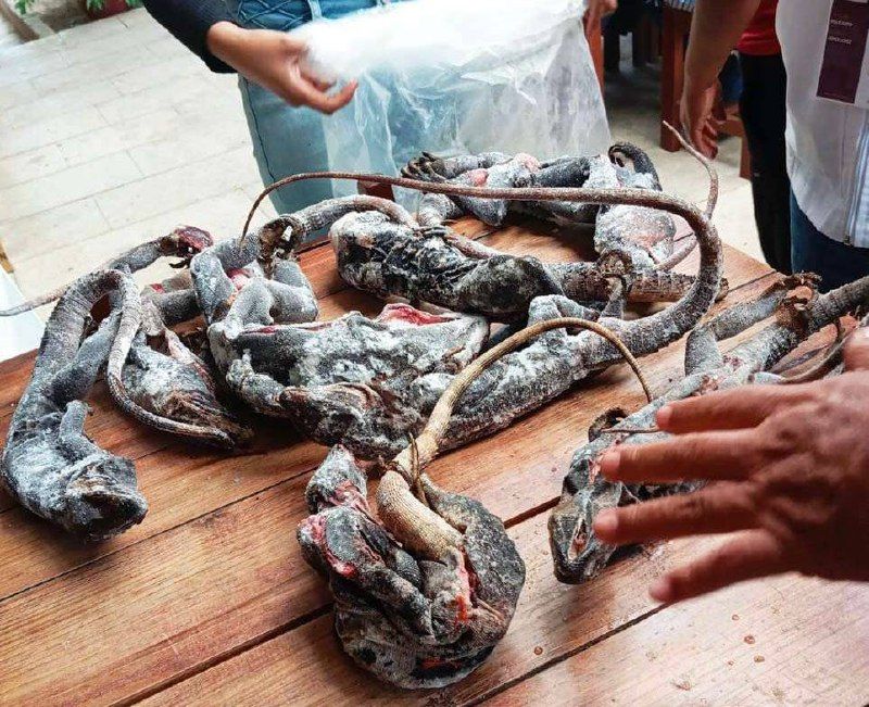 Profepa Asegura 17 Ejemplares de Vida Silvestre en Restaurante de Oaxaca Profepa Asegura 17 Ejemplares de Vida Silvestre en Restaurante de Oaxaca