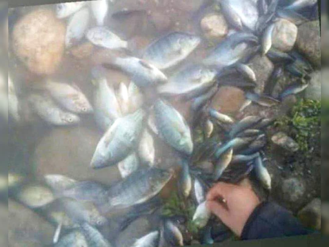 Denuncian mortandad de peces en el río Amatengo; convocan a foro regional en Ejutla de Crespo Denuncian mortandad de peces en el río Amatengo; convocan a foro regional en Ejutla de Crespo