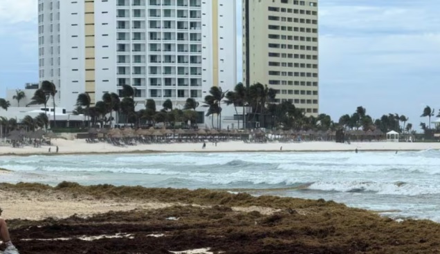 Sargazo invade 50% de playas turísticas en Quintana Roo; sólo cinco están libres de microalga Sargazo invade 50% de playas turísticas en Quintana Roo; sólo cinco están libres de microalga