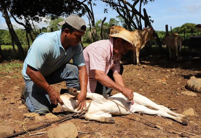 Alarma en Oaxaca por 116 casos de gusano barrenador; afecta a las reses, pero ya alcanzó al ganado porcino