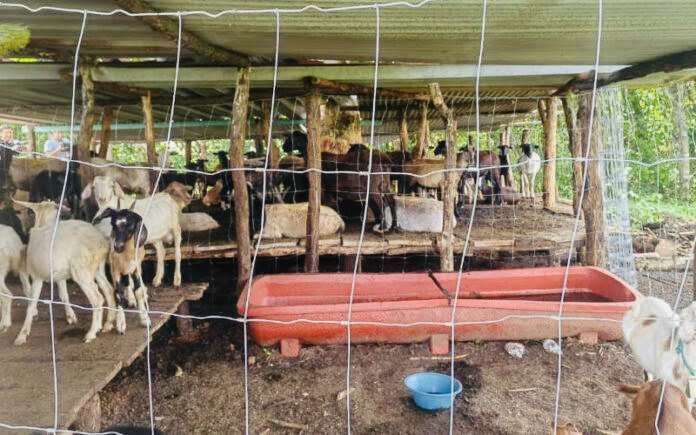 Embarga SAT 120 ganado bovino y ovino en Choapam, Oaxaca, por no acreditar legal tenencia ni registro