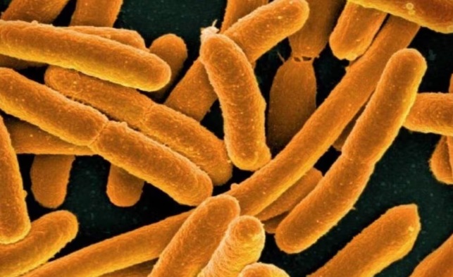 Suman 4 muertos por una bacteria carnívora en Florida; está presente en el mar y puede contraerse al comer mariscos crudos