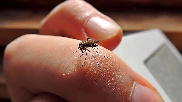 Registra Oaxaca dos muertes confirmadas por dengue y 38 casos acumulados