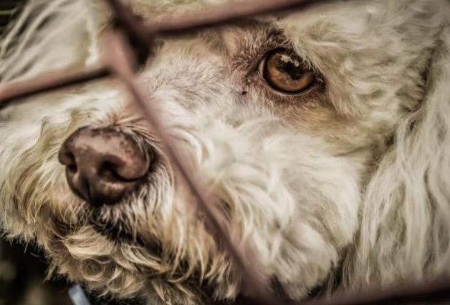 Perritos y gatitos, las víctimas colaterales de las redadas en Texas; son abandonadas en refugios o departamentos vacíos Perritos y gatitos, las víctimas colaterales de las redadas en Texas; son abandonadas en refugios o departamentos vacíos