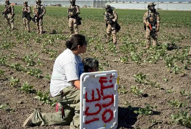 Operación en granja de cannabis en California supone la mayor redada migratoria; hay 361 detenidos