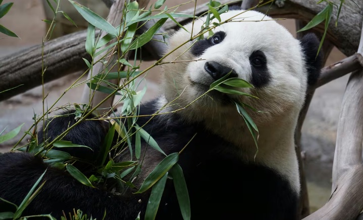 Xin Xin “está en la etapa final” de su vida, reconoce Sedema; rentar un panda costaría 1 millón de dólares anuales Xin Xin “está en la etapa final” de su vida, reconoce Sedema; rentar un panda costaría 1 millón de dólares anuales