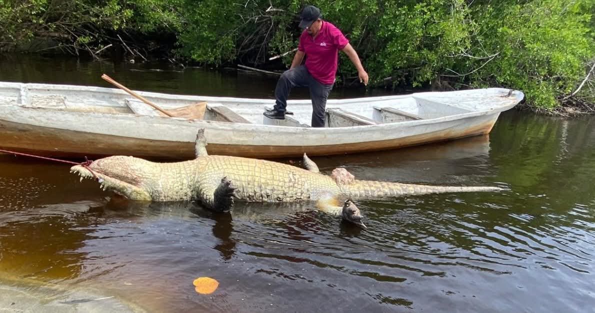 Muerte de “Lucho”, cocodrilo icónico, cuestiona la endeble protección de la Profepa a la fauna silvestre de #Oaxaca Muerte de “Lucho”, cocodrilo icónico, cuestiona la endeble protección de la Profepa a la fauna silvestre de #Oaxaca