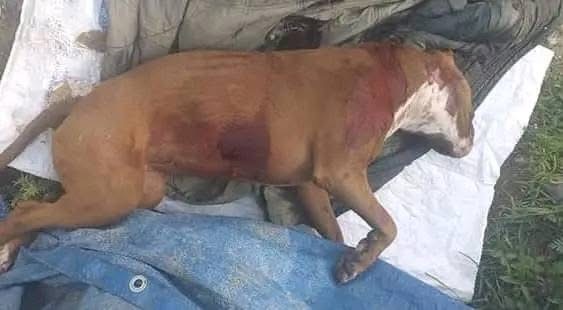 Pitbull ataca a niña en Huajuapan; padre la defiende, pero enfrenta demanda por matar al perro Pitbull ataca a niña en Huajuapan; padre la defiende, pero enfrenta demanda por matar al perro