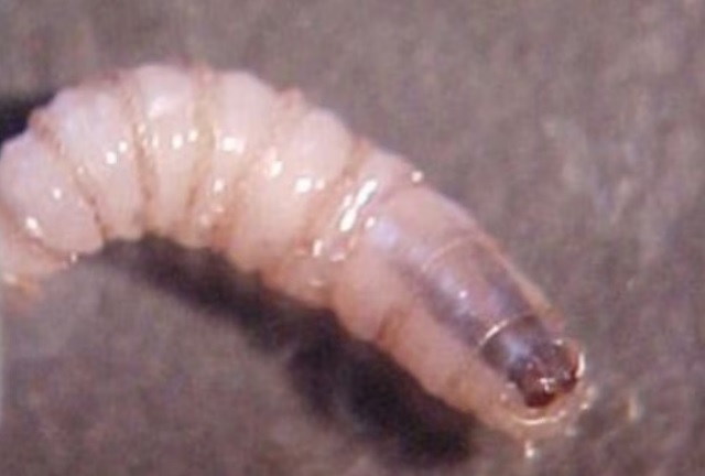 Contagios de gusano barrenador en humanos se extienden a Yucatán y Tabasco; suman cuatro entidades con casos confirmados