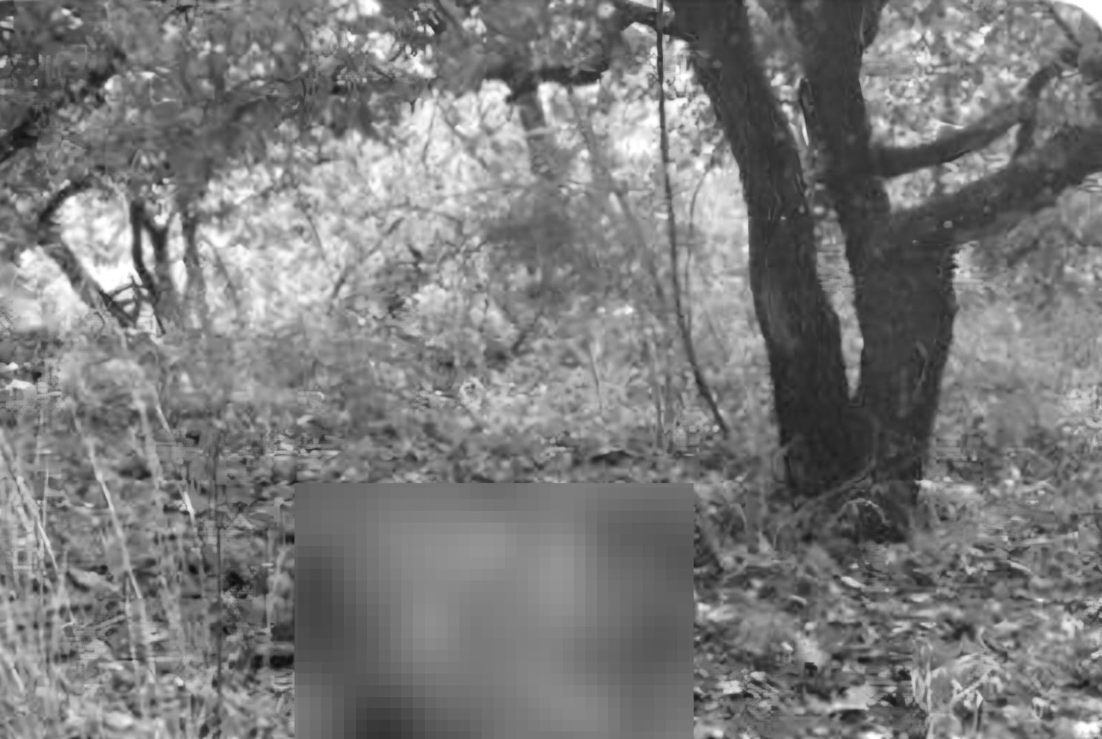 Asesinan a excomisariado de Bienes Comunales y aspirante a presidencia de Santiago Tenango, previo a elección municipal Asesinan a excomisariado de Bienes Comunales y aspirante a presidencia de Santiago Tenango, previo a elección municipal