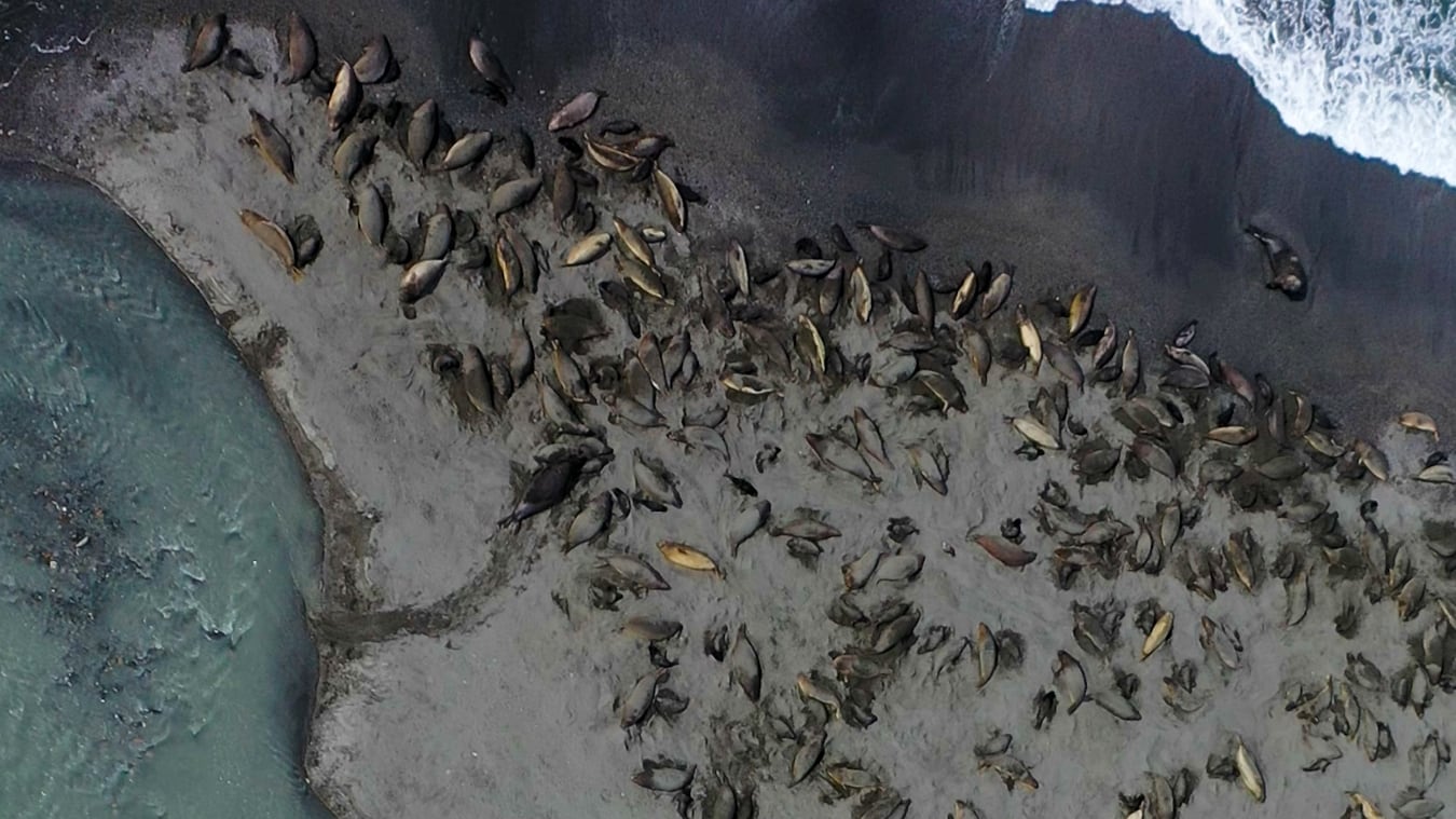 Gripe aviar H5N1 masacra focas en Antártida: 50% de hembras desaparecen en Georgia del Sur Gripe aviar H5N1 masacra focas en Antártida: 50% de hembras desaparecen en Georgia del Sur