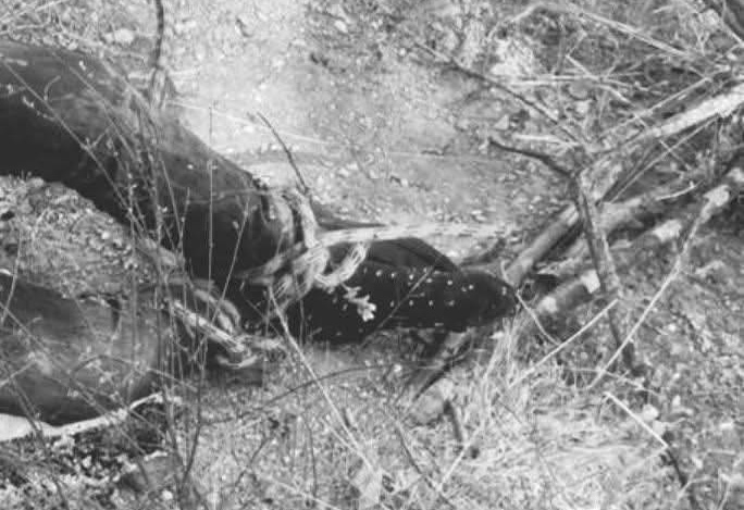 Hallan cuerpo en atado de pies y manos en carretera a San Luis Amatlán, en la Sierra Sur; sospechan ejecución