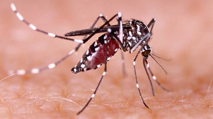 Oaxaca registra repunte inusual de casos de dengue en pleno invierno; autoridades activan medidas emergentes