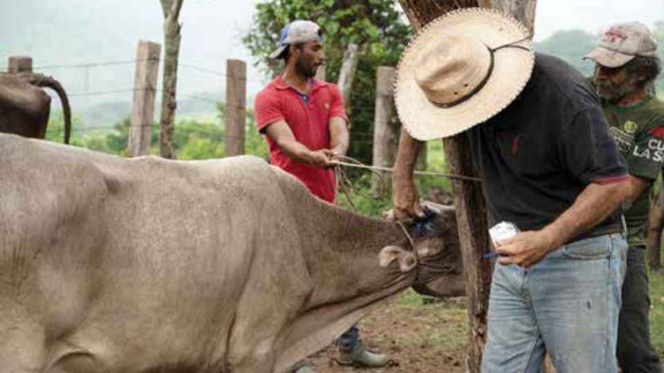 Ganaderos de #Oaxaca en máxima alerta por gusano barrenador: reportan 217 nuevos casos y el estado ya es segundo lugar nacional en contagios