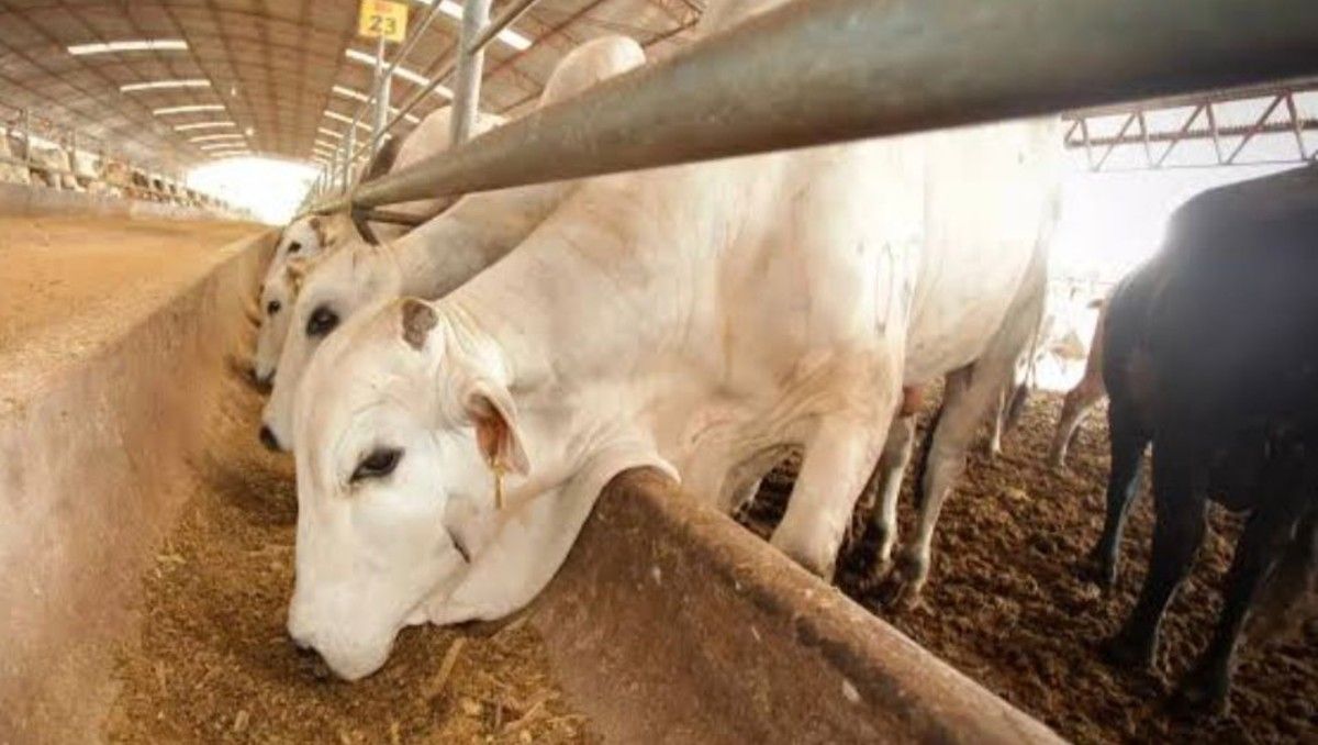 Fracaso del gobierno de Salomón Jara permite avance del gusano barrenador en #Oaxaca, líder nacional en casos activos