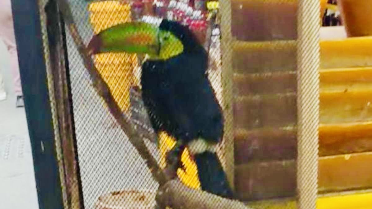 Denuncian en redes sociales venta ilegal de aves en peligro de extinción en Mercado de Abasto de #Oaxaca Denuncian en redes sociales venta ilegal de aves en peligro de extinción en Mercado de Abasto de #Oaxaca