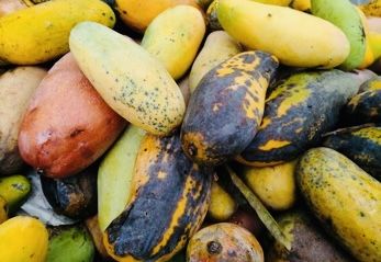 Oaxaca: negligencia de Sefader provoca que plaga de mosca cause pérdidas por 150 mdp  a productores del Istmo
