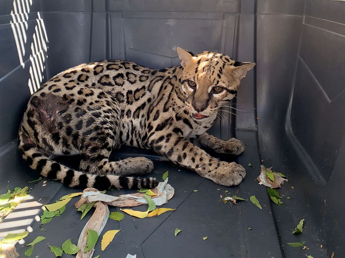 Rescatan ocelote herido por accidente vehicular en Juchitán, #Oaxaca; Profepa lo traslada a Fundación Invictus para atención especializada