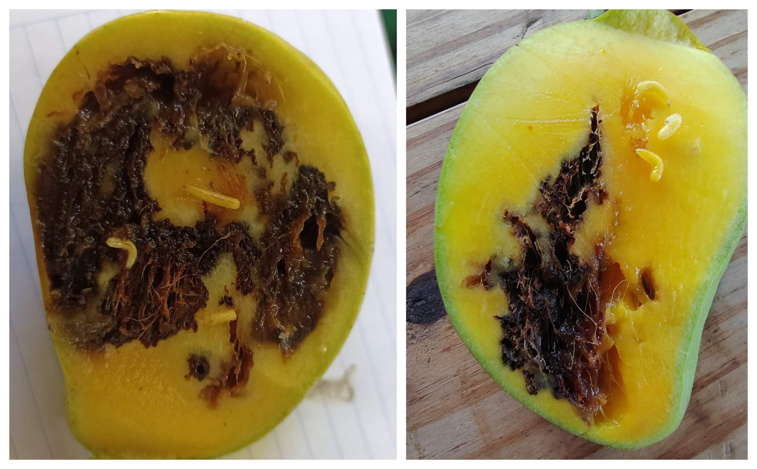 Sefader suma otro fracaso: se duplican en el Istmo de #Oaxaca huertos de mango con plaga mosca de la fruta Sefader suma otro fracaso: se duplican en el Istmo de #Oaxaca huertos de mango con plaga mosca de la fruta