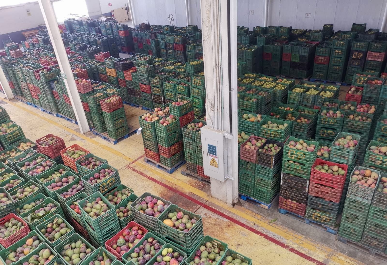 Se complica situación de productores de mango en el Istmo: Senasica halla otros 16 huertos con larvas; ya son 58