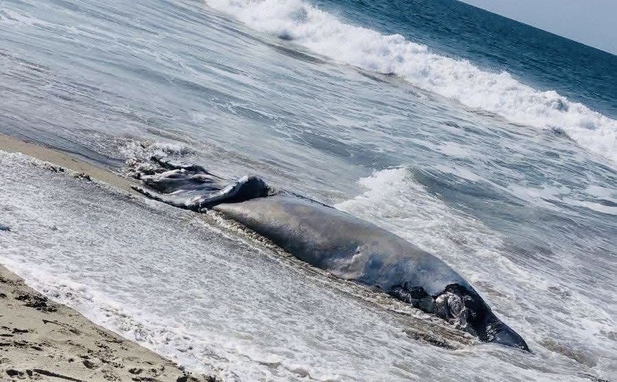 Ballena jorobada muere en la playa donde desapareció joven ikoots de San Mateo del Mar