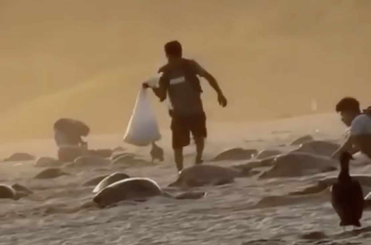 Profepa investiga saqueo de huevos de tortuga en Oaxaca tras video viral que muestra robo masivo