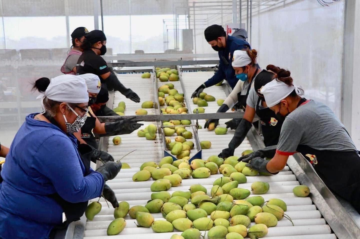 Oaxaca: negligencia de la Sefader agravó plaga y frena exportación de mango oaxaqueño a Estados Unidos
