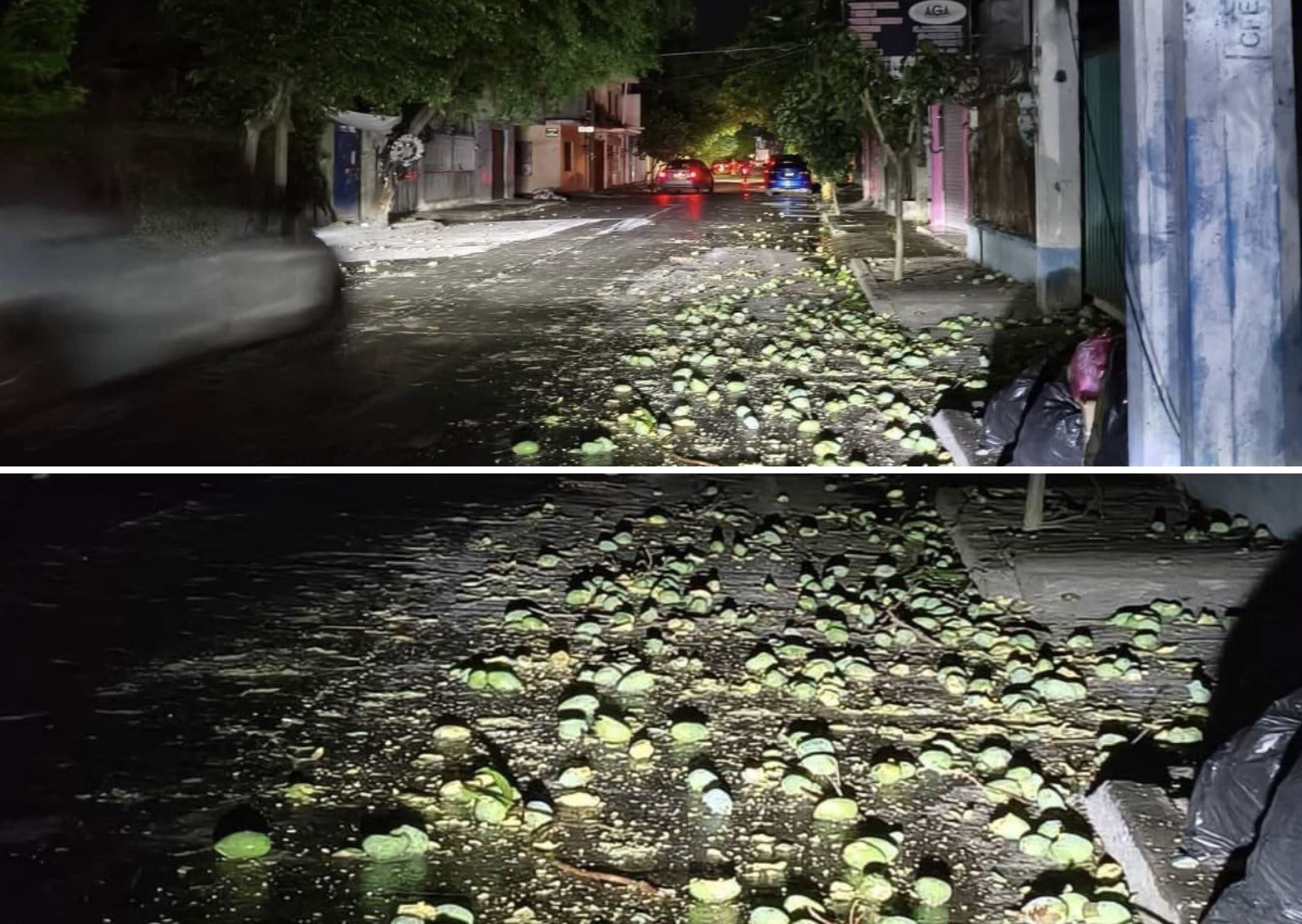 Lluvia de mangos en Tuxtepec, #Oaxaca: fuertes vientos derriban frutos y dejan calles cubiertas Lluvia de mangos en Tuxtepec, #Oaxaca: fuertes vientos derriban frutos y dejan calles cubiertas
