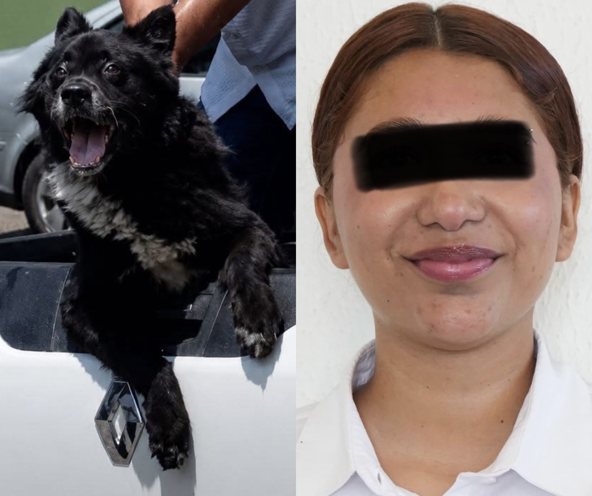 Fiscalía obtiene orden de aprehensión contra exdirectora de Albergue Animal por asesinato de Roko en Tuxtepec, #Oaxaca Fiscalía obtiene orden de aprehensión contra exdirectora de Albergue Animal por asesinato de Roko en Tuxtepec, #Oaxaca