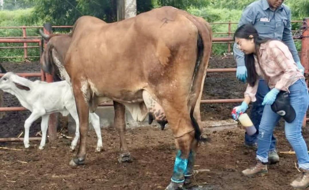 Gusano barrenador: de brote menor a crisis de bioseguridad: Sefader, omisa; en #Oaxaca, 22 casos de miasis humana