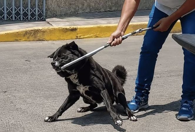 Oaxaca: sacrificio de «Roko» desata indignación total contra la gestión de Fernando Huerta y el DIF de Tuxtepec