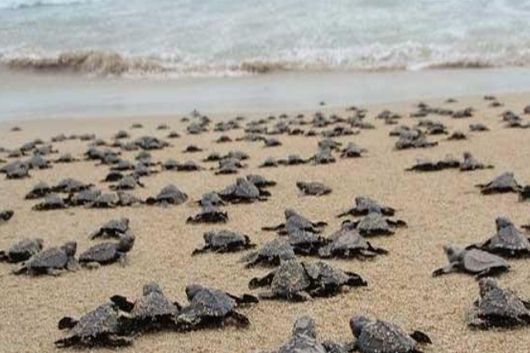 Más de 11 mil tortugas golfinas inician espectacular arribada en Playa Escobilla, en #Oaxaca