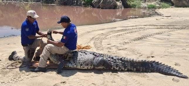 Personal de Protección Civil de San Pedro Mixtepec captura y reubica cocodrilo en Playa Bacocho, #Oaxaca