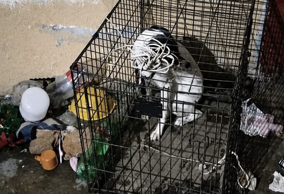 Fiscalía de Oaxaca rescata a dos perros abandonados en un departamento tras recibir denuncia ciudadana Fiscalía de Oaxaca rescata a dos perros abandonados en un departamento tras recibir denuncia ciudadana