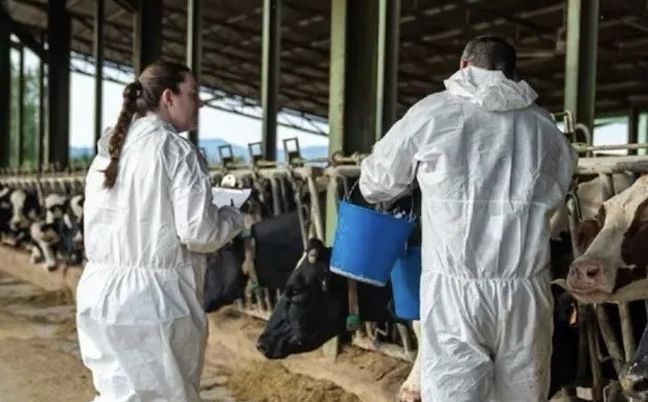 USDA confirma primer caso de gusano barrenador en Texas tras 60 años y activa emergencia ganadera