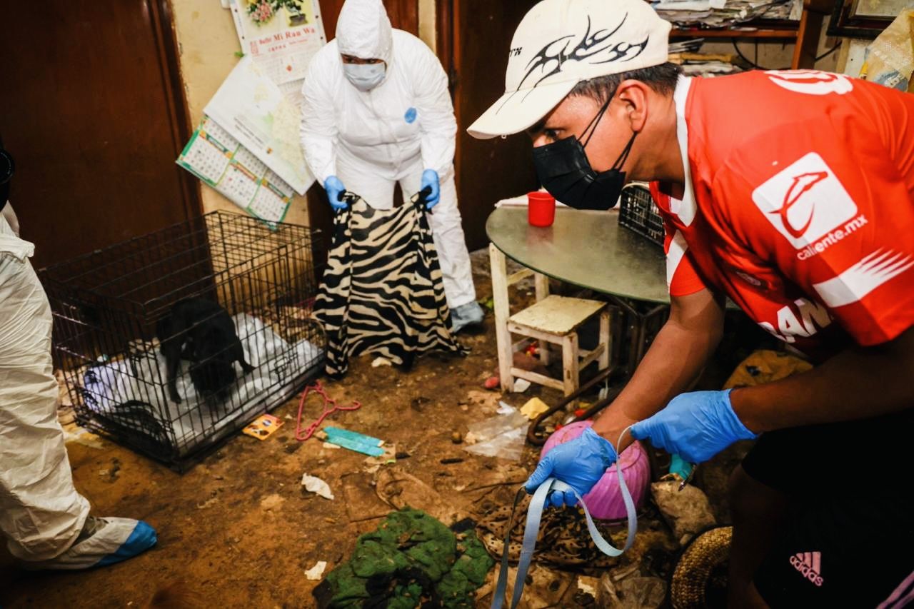 Rescatan 14 animales maltratados en Oaxaca de Juárez; abren investigación penal por caso Rescatan 14 animales maltratados en Oaxaca de Juárez; abren investigación penal por caso