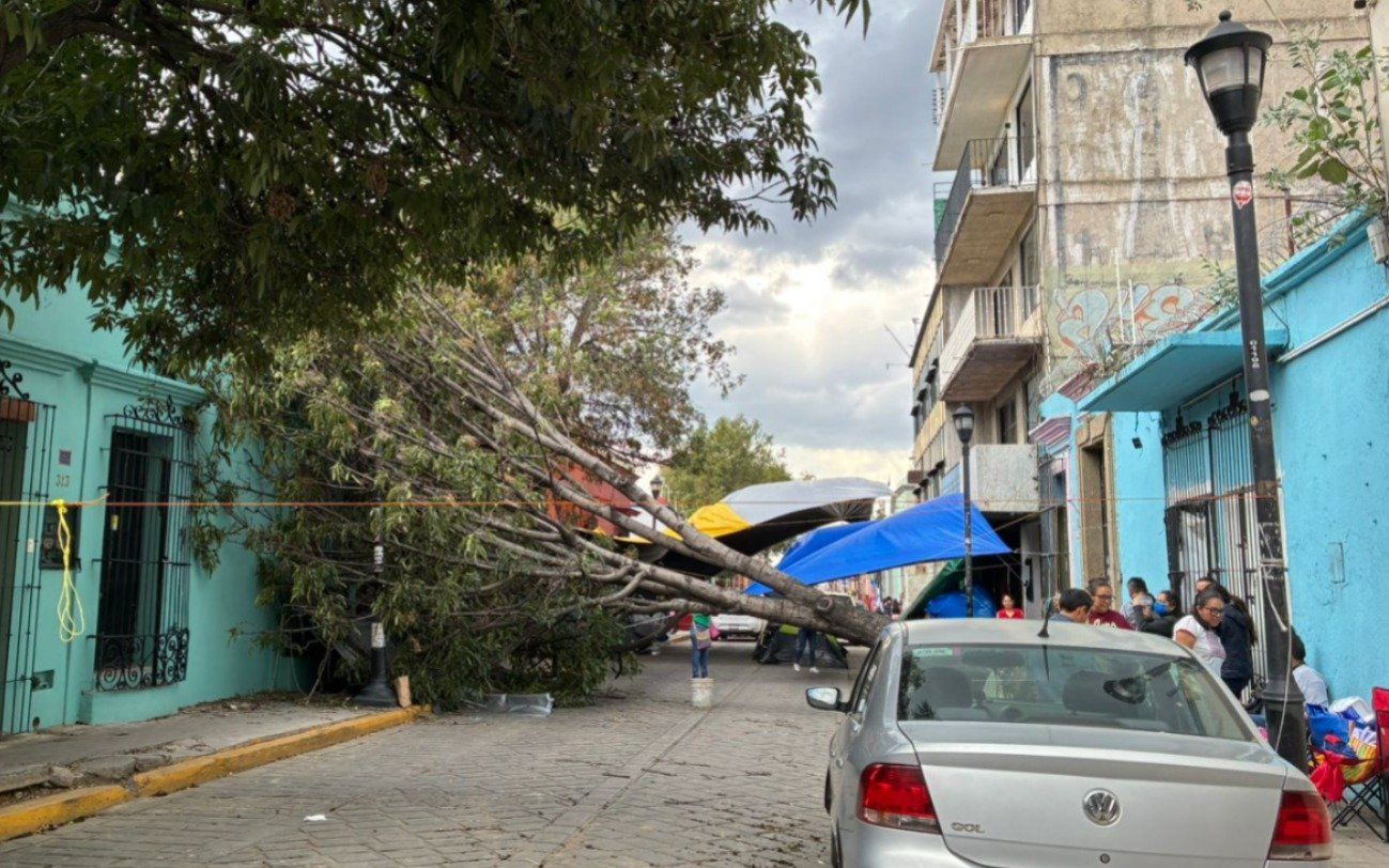 Tormenta azota Oaxaca: Vientos derriban árboles y causan encharcamientos en capital y municipios conurbados