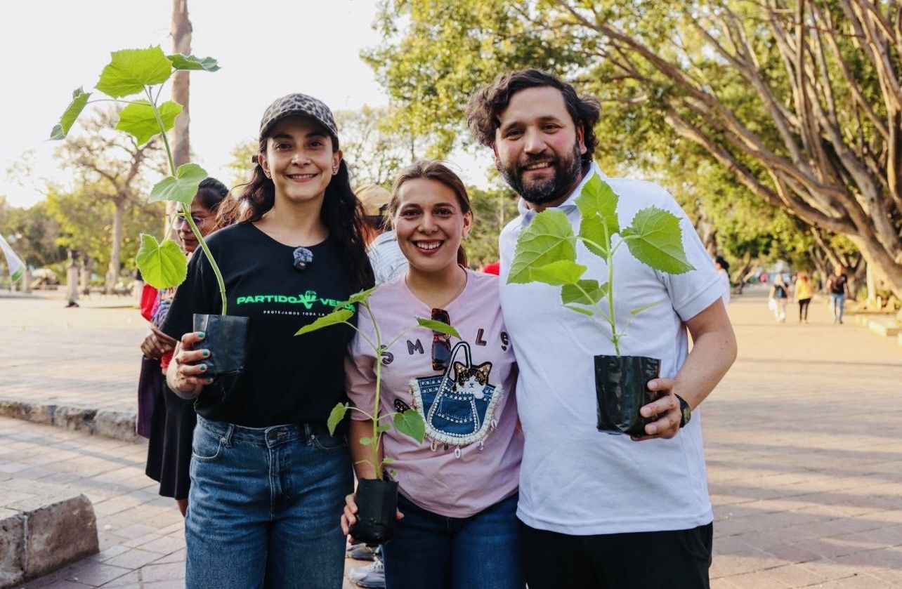 Alerta ambiental en Oaxaca: PVEM y Estefan Gillessen promueven árbol Kiri invasor pese a riesgos científicos