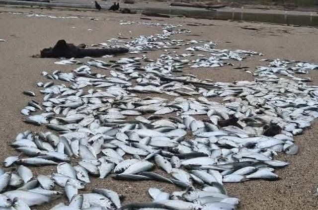Miles de peces amanecieron varados en Boca Vieja, Huatulco, Oaxaca, por el fuerte mar de fondo