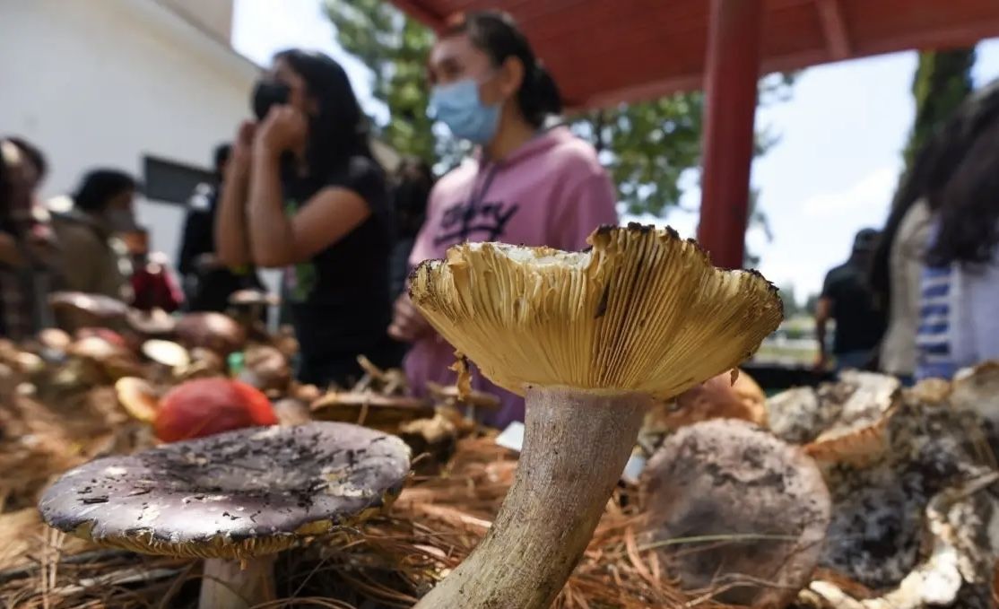 Cosecha de hongos en temporada de lluvia atraen turismo gastronómico y de naturaleza hacia las sierras de Oaxaca Cosecha de hongos en temporada de lluvia atraen turismo gastronómico y de naturaleza hacia las sierras de Oaxaca