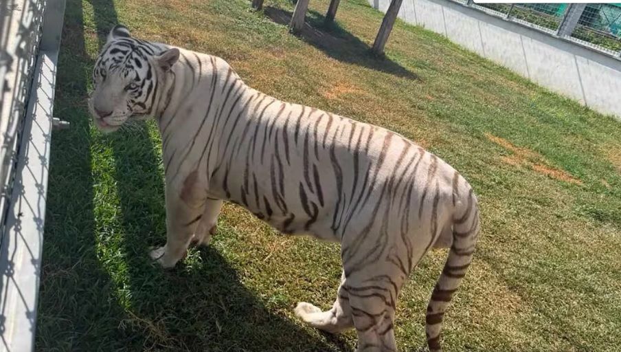 Aseguran 135 animales exóticos en peligro de extinción, en Tamaulipas Aseguran 135 animales exóticos en peligro de extinción, en Tamaulipas