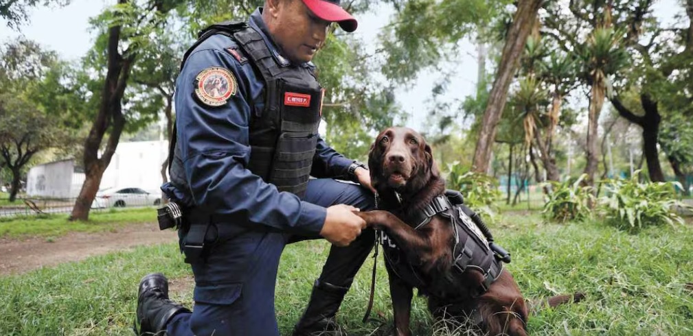 Rumbo al 19S: Zory, entrenada para rescatar personas debajo de escombros completa Rumbo al 19S: Zory, entrenada para rescatar personas debajo de escombros completa