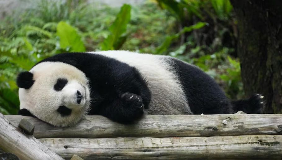 China retoma «diplomacia del panda» con EU: Xi Jinping anuncia envío de Ping Ping y Fu Shuang a Zoológico de Atlanta