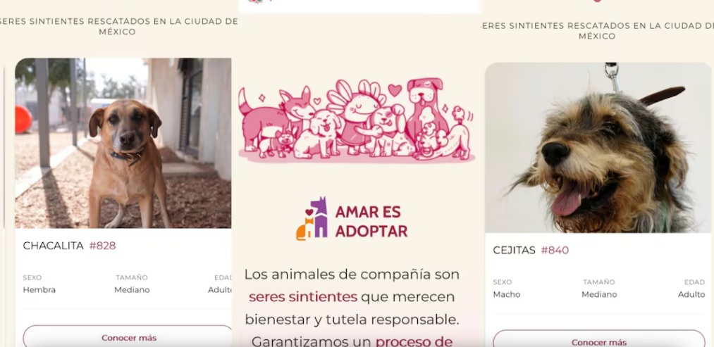 Habilitan plataforma para adoptar a los perros rescatados del Refugio Franciscano; reportan 81 decesos Habilitan plataforma para adoptar a los perros rescatados del Refugio Franciscano; reportan 81 decesos