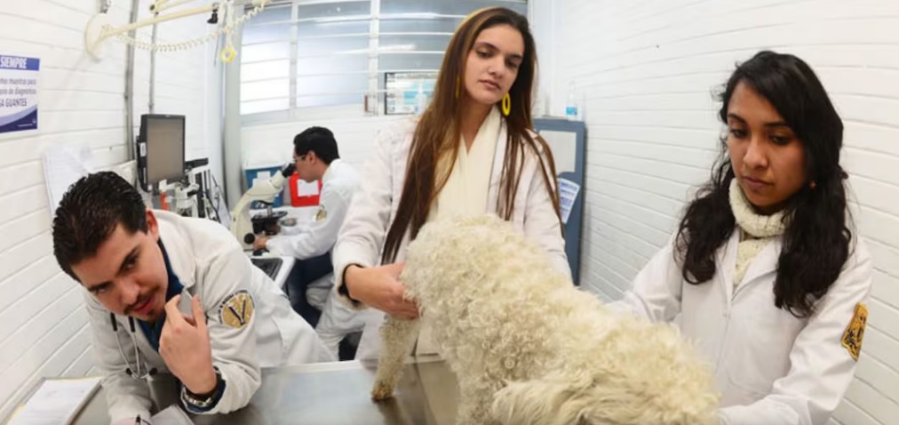 UNAM alcanza lugar 41 mundial en Ciencias Veterinarias, según ranking; es la universidad mexicana con el mejor resultado UNAM alcanza lugar 41 mundial en Ciencias Veterinarias, según ranking; es la universidad mexicana con el mejor resultado