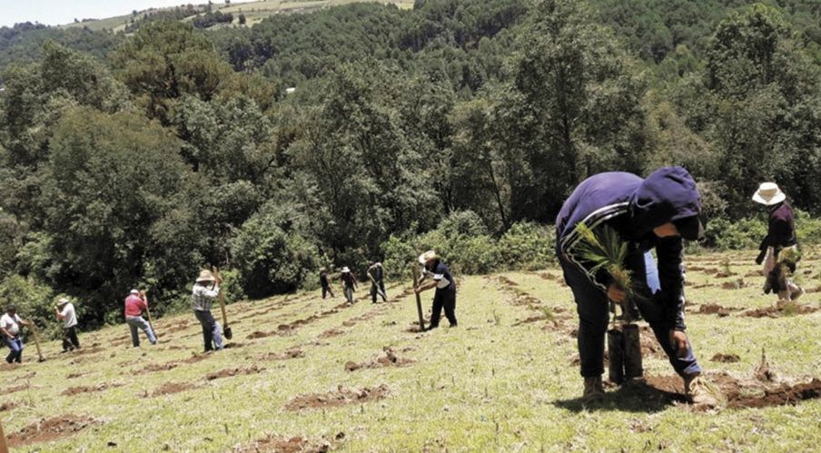 Caen 63.6% zonas reforestadas en 1er semestre del 2026 Caen 63.6% zonas reforestadas en 1er semestre del 2026